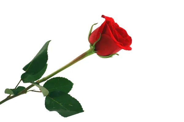 白い背景に分離された赤いバラ — ストック写真