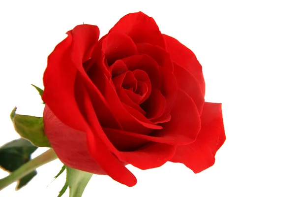 Na białym tle czerwona róża na białym tle — Zdjęcie stockowe