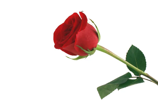 Na białym tle czerwona róża na białym tle — Zdjęcie stockowe
