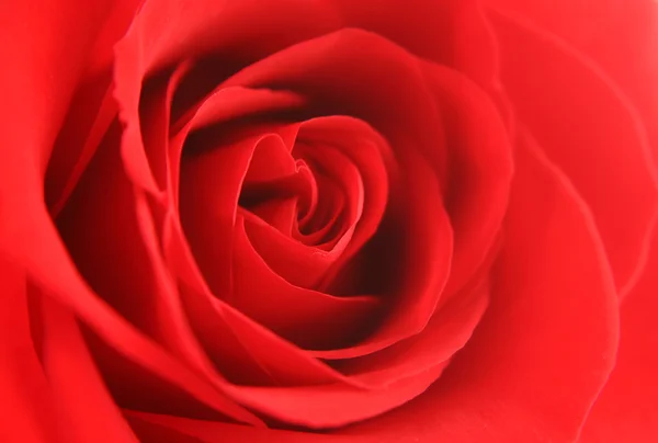 红玫瑰背景纹理 — 图库照片