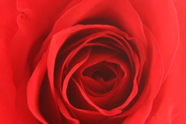 Textura pozadí červené růže — Stock fotografie