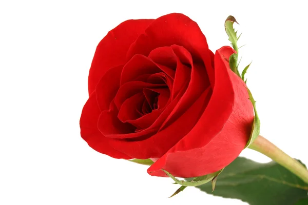 Изолированная красная роза на белом фоне — стоковое фото