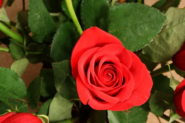 Rosa roja con hojas — Foto de Stock
