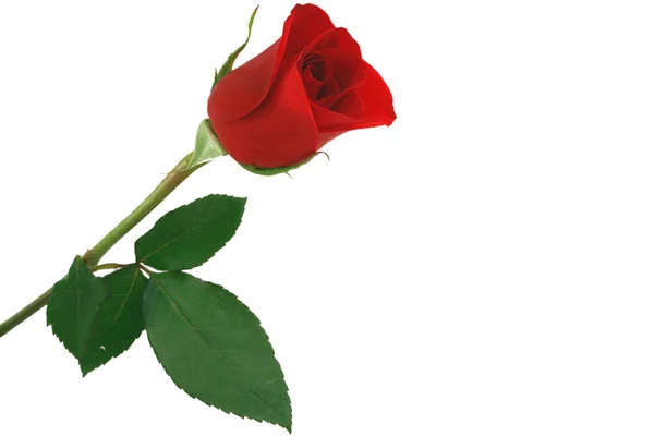 Izolované červenou růži na bílém pozadí — Stock fotografie