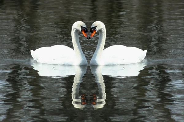Two White swans swimming in a lake — Stock Photo, Image