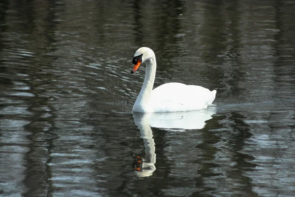 Cisne branco nadando em um lago — Fotografia de Stock