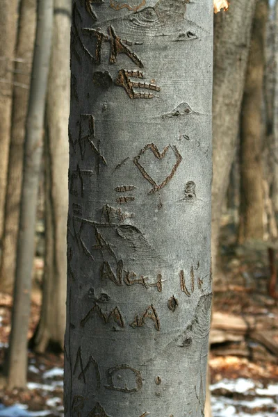 Ormanda ağaç oyma tatlım — Stok fotoğraf