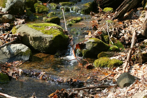Pequeno fluxo na floresta — Fotografia de Stock