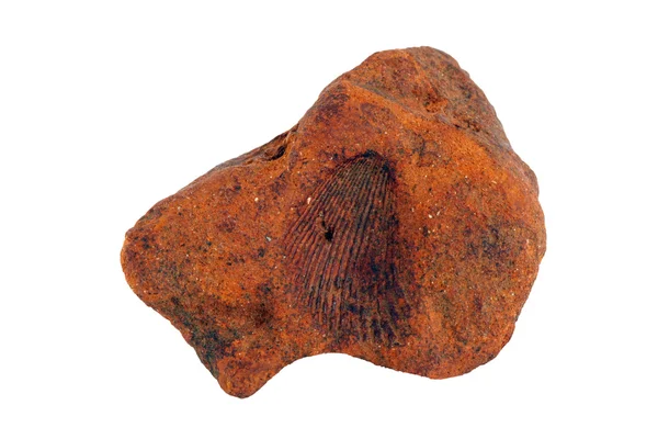 在一块石头的贝壳化石 — 图库照片