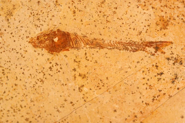 Fossile fish in stone — Stock Photo, Image