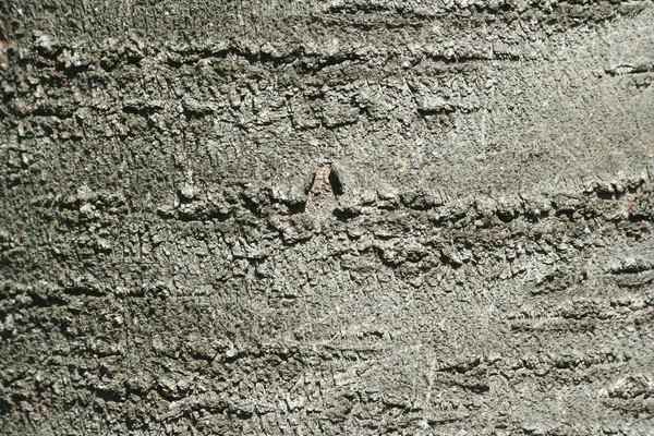 Casca de árvore textura fundo abstrato — Fotografia de Stock