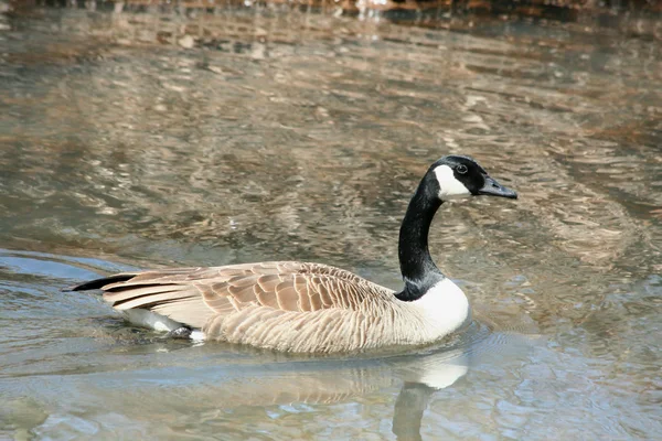Canadian goose swimming ina stream — Stock Photo, Image