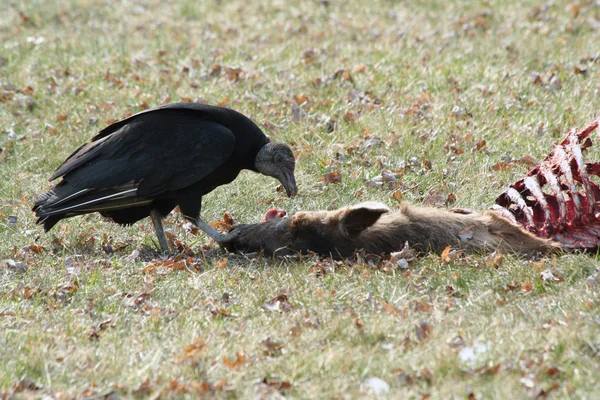 Abutre preto comendo uma carcaça de veado — Fotografia de Stock