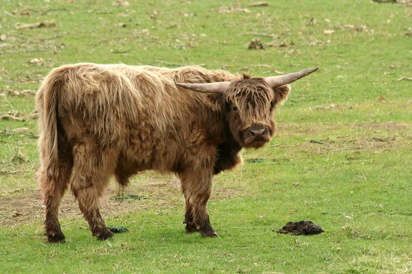 Highland Cow в поле — стоковое фото