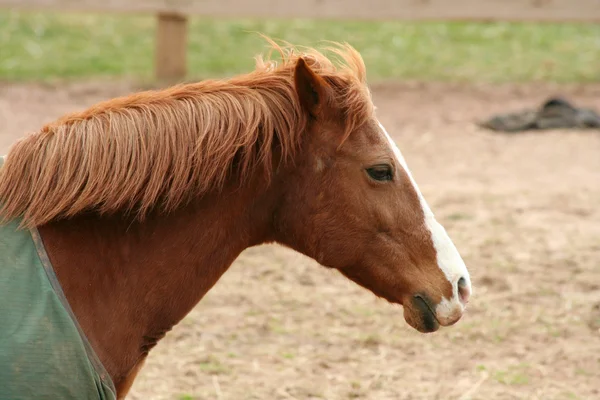Perfil de cabeça de cavalo marrom — Fotografia de Stock