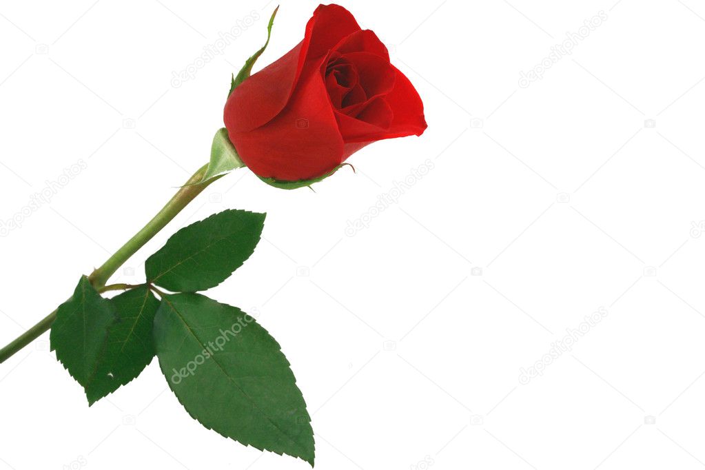 Isolated red rose on white background
