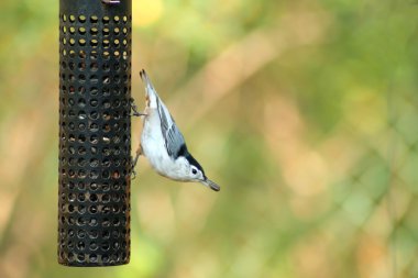 White-breasted Nuthatch clipart