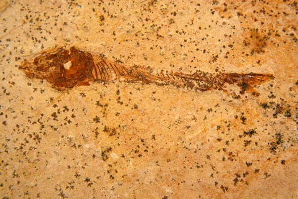 Скам'янілі риби текстури фону — стокове фото