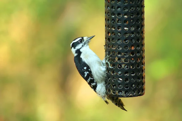 Female Downy Woodpecker — Stock Photo, Image