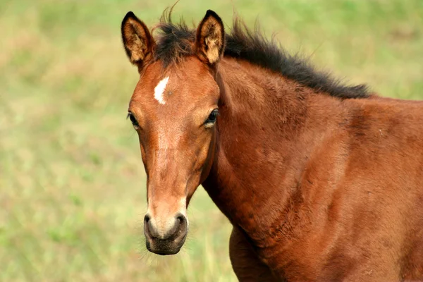 Brown horse colt — Stock Photo, Image