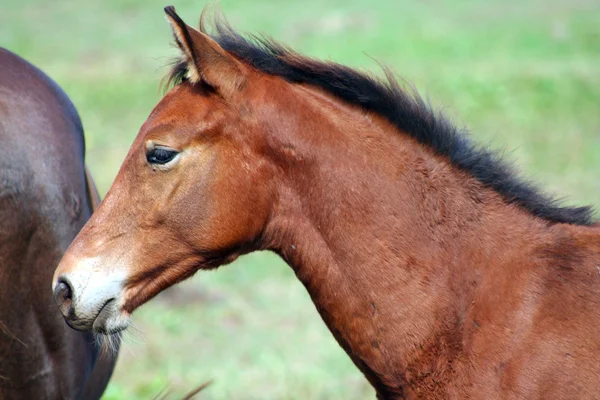 Brown Colt horse — Stock Photo, Image