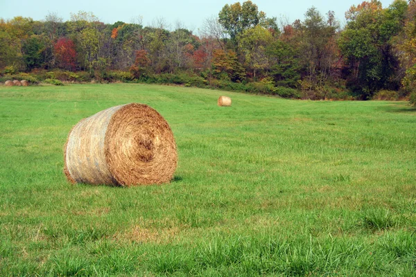 Rolos de feno em um campo verde — Fotografia de Stock