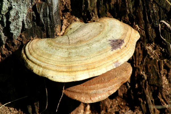 Δέντρο μύκητα — Φωτογραφία Αρχείου
