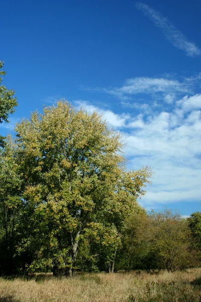 Деревья против голубого неба — стоковое фото