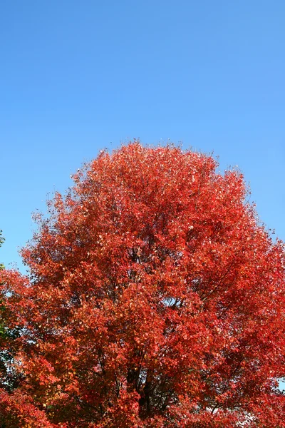 Otoño árbol rojo — Foto de Stock