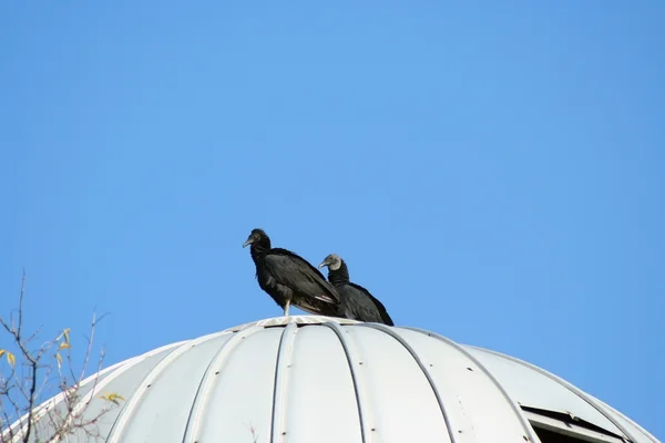 Twee zwarte gieren op een silo — Stockfoto