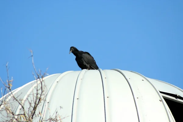 Avvoltoio nero su un silo — Foto Stock