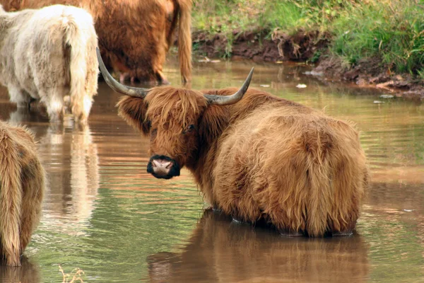 苏格兰高地牛 — 图库照片