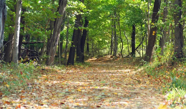 Листья покрыты дорожкой в лесу — стоковое фото