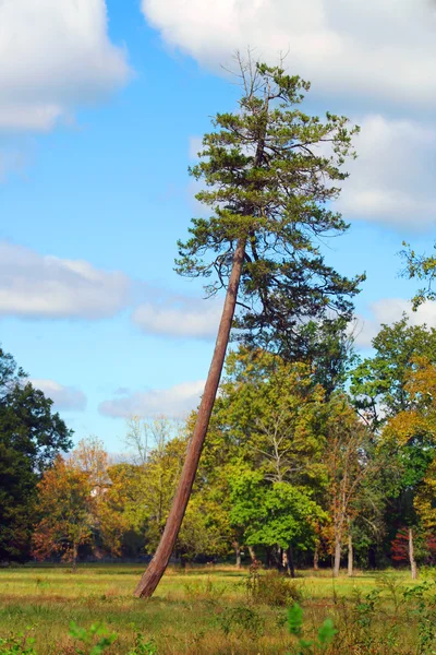 Leaning pine tree — Stock Photo, Image