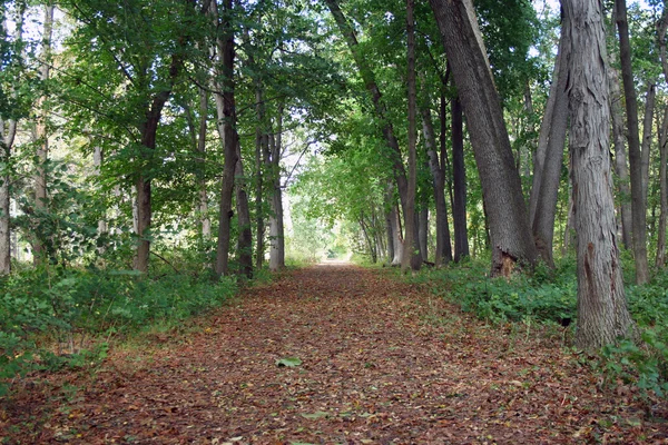 Camino cubierto de hojas en el bosque — Foto de Stock