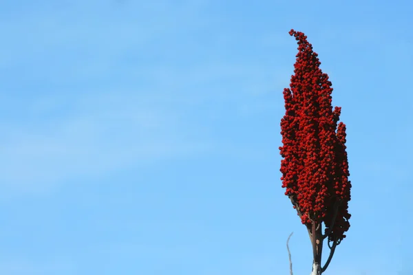 Röd weed flower — Stockfoto