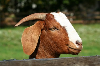 Billy goat clipart