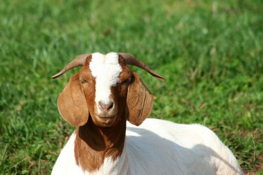 Billy goat clipart