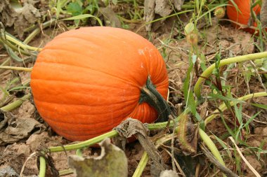 Pumpkin in the field clipart