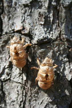 Cicada Shell clipart