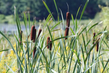 Cattails clipart