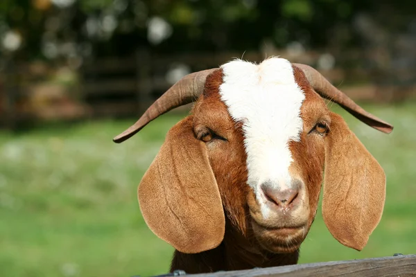Billy goat — Stock Photo, Image