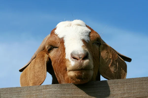 Billy goat — Stockfoto