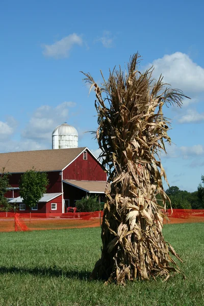 玉米秸秆植物纤维和谷仓 — 图库照片