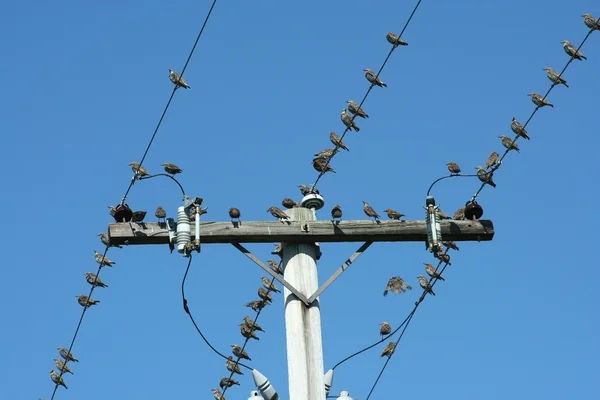 電柱上の鳥 — ストック写真