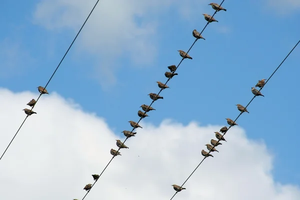 Birds on a wire — Stock Photo, Image