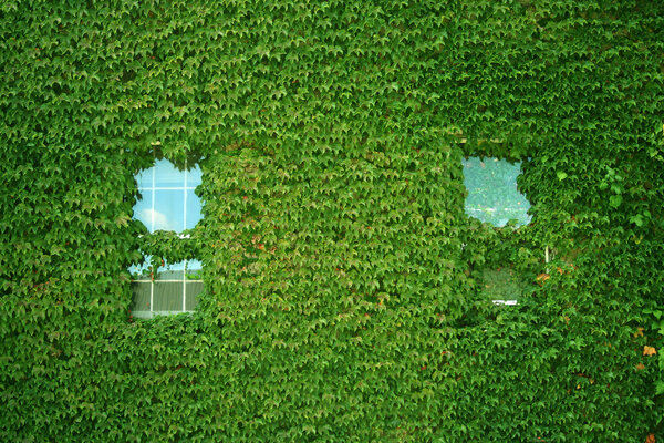 Ivy covered building with two windows