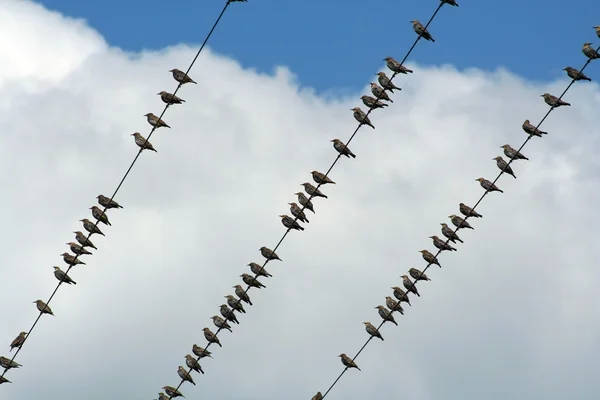 Oiseaux sur un fil — Photo
