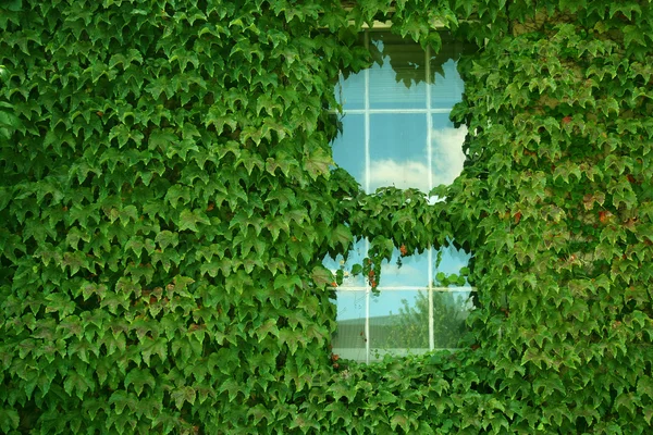 Ivy bedekt gebouw — Stockfoto