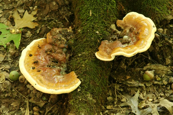 Cogumelos em uma raiz de árvore — Fotografia de Stock